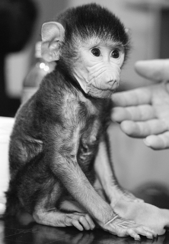 去年,"贝贝"的母亲曾经怀孕,但幼崽一出生即夭折