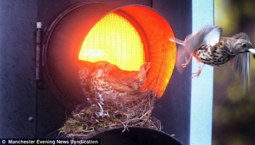 ��ֻС���ء����򡱣����ƺ������ʳι������