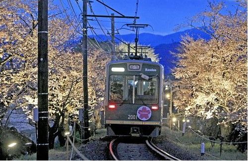 “夜樱电车”行驶在亮灯后的樱花树之间。 “夜樱电车”行驶在亮灯后的樱花树之间。