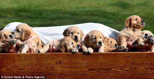 һ�ѽ�ë��Ȯ