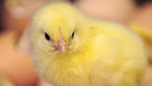 ����ά��С��