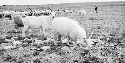 �ܻ�ѧ����Ӱ�죬���ɹ����ֹ����˲��ŵ�����ܱߵ����ݳ��˻����أ��Ѿ����ִ����ɳ�����ơ����پ���