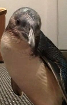 这只企鹅被三名青年从水族馆内偷走。 这只企鹅被三名青年从水族馆内偷走。
