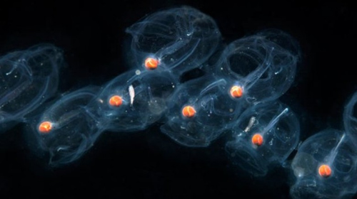 形似水母生物袭击美国核电站。 形似水母生物袭击美国核电站。