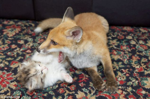 这只狐狸因受伤被送往英国一家动物救助中心救治。