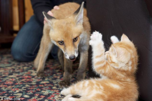 狐狸在疗伤期间，与3只小猫成为了密友。