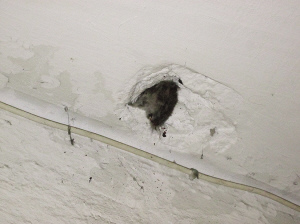 老鼠长太胖卡洞中饿死居民称死法太牛图