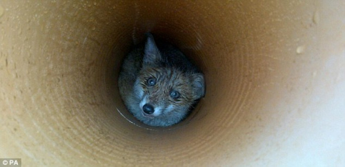 小狐狸卡在下水道里