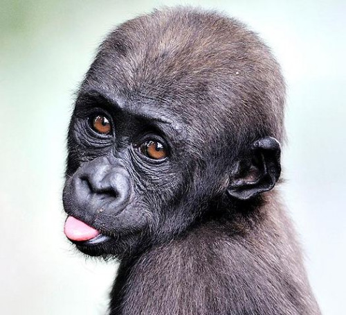 С���ɳ���ͷ����ͷ