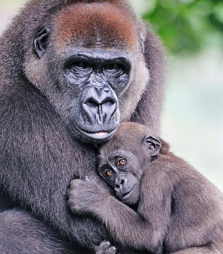 С����������ĸ������