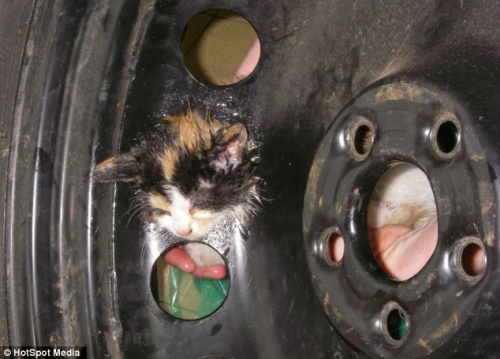 小猫不幸卡在车轮中,无法自己脱身。 小猫不幸卡在车轮中,无法自己脱身。