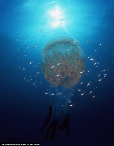 桶状水母 桶状水母