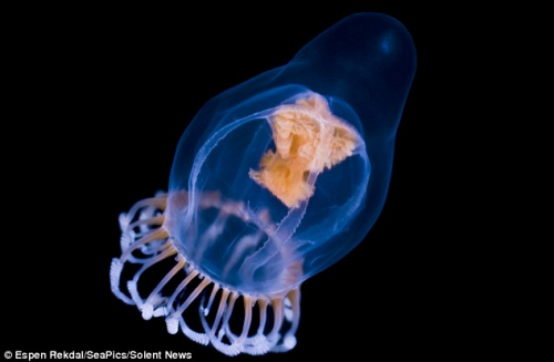 深海水母 深海水母