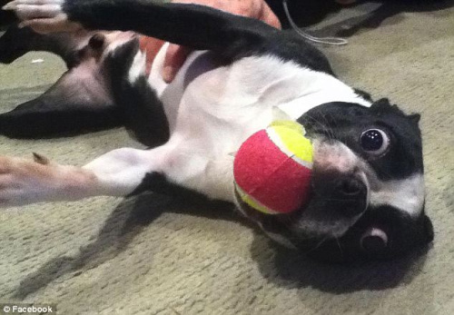该宠物犬是一只波士顿犬,现年4岁,它的眼睑之间距离达28毫米。 该宠物犬是一只波士顿犬,现年4岁,它的眼睑之间距离达28毫米。