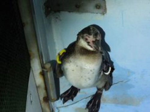 这只从东京水族馆出逃企鹅被捕获,眼睛被诊断出患有结膜炎。 这只从东京水族馆出逃企鹅被捕获,眼睛被诊断出患有结膜炎。