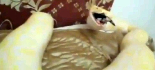 ������ʳСè