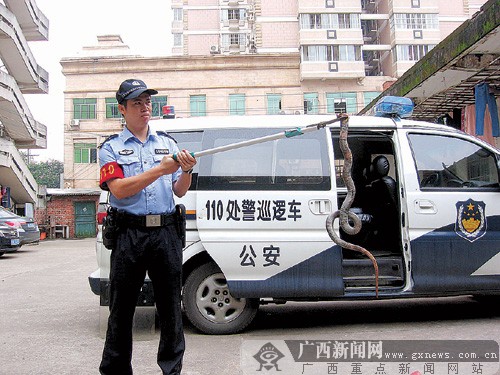 民警将眼镜蛇抓获。记者 周伟武摄 民警将眼镜蛇抓获。记者 周伟武摄