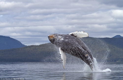 30吨重座头鲸破水而出海浪四溅场面震撼组图2