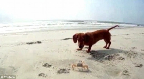 宠物犬与螃蟹在海滩邂逅。 宠物犬与螃蟹在海滩邂逅。