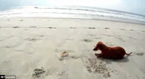 宠物犬与螃蟹相互对视,享受海风。 宠物犬与螃蟹相互对视,享受海风。