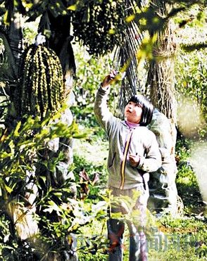 云南苍山学堂 云南苍山学堂