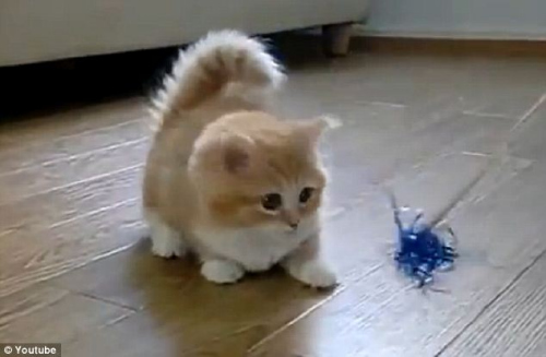毛茸茸的小猫在独自玩耍 毛茸茸的小猫在独自玩耍