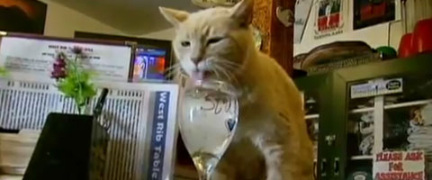 ��ֻè����Ҫ�����ڵ��ۺ��̵ꡰ�칫����