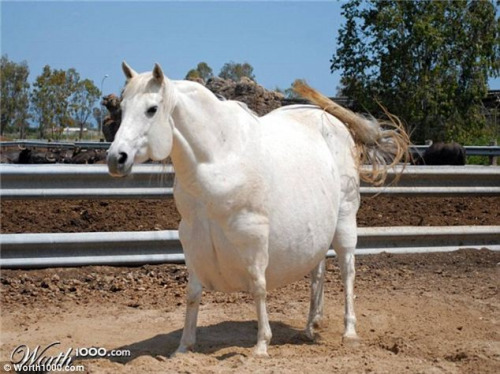 肥胖的白马。