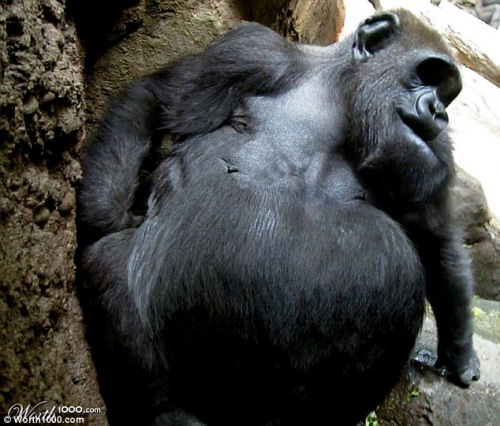 肥胖猩猩行动困难。