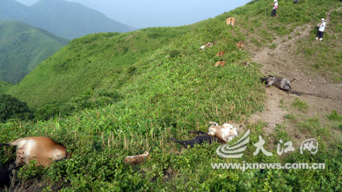 村民在山坡上总共发现21头牛的尸体