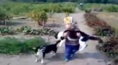 女孩疼惜地将小猫抱起,对小狗似乎感到很生气 女孩疼惜地将小猫抱起,对小狗似乎感到很生气
