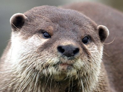 资料图:水獭 资料图:水獭
