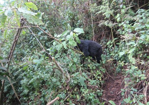 ���������ڲ����֦����