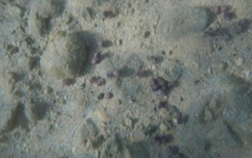 ������ɫ���򡰹�ռ�������ĺ�̲