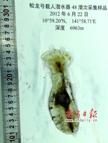 “蛟龙”号在6963米深处采集的海底生物样本。新华社发 “蛟龙”号在6963米深处采集的海底生物样本。新华社发