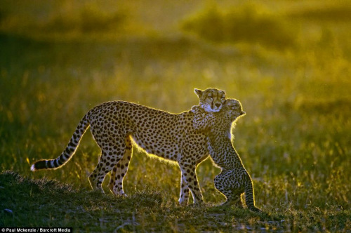 小豹紧抱母亲紧脖子，场面温情