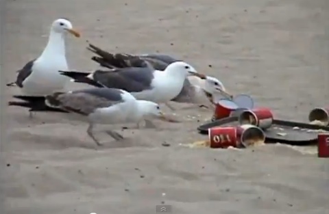 ���ɳ̲�ϵĺ�Ÿ���²���кҩ��ʳ��󣬲���������