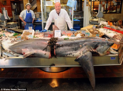 鲨鱼被迫切成两半，摆放在柜台上。