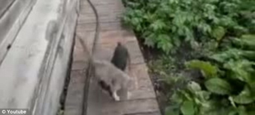 �����޾͵�ͷ���Դ��ŵ�è�����·����貱�ӵ�������ͬ�鱳������