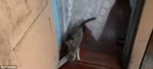 ���������հ�Сè����������