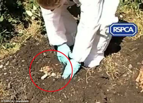动物协会人员在泥土里发现了2只刚出生不久却惨遭活埋的小狗