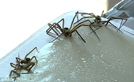 至少40只隐士蜘蛛盘踞在该男子屋内的墙角和地面