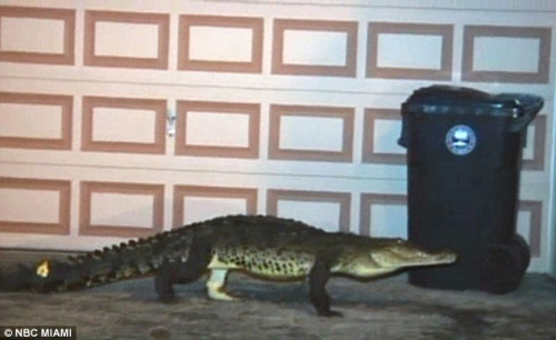 这条鳄鱼在房屋的走廊游荡。