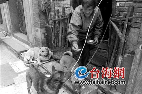 导报记者之前拍摄的老人与狗的画面 导报记者之前拍摄的老人与狗的画面