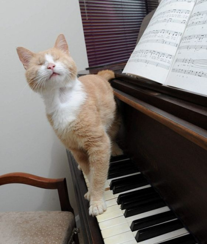 盲猫踩在钢琴键上 盲猫踩在钢琴键上