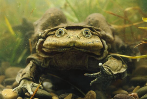 ���Ῠ��������(Lake Titicaca Frog)