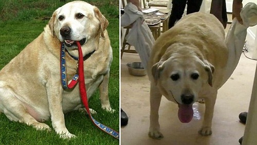 这只拉布拉多犬体重80公斤,超重导致严重的健康问题。 这只拉布拉多犬体重80公斤,超重导致严重的健康问题。