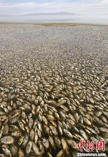 近日,美国加州沙顿海出现大量死鱼,死鱼造成的“臭鸡蛋”味刺鼻难闻 近日,美国加州沙顿海出现大量死鱼,死鱼造成的“臭鸡蛋”味刺鼻难闻