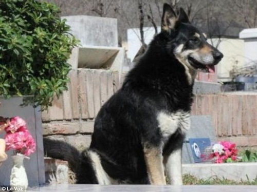 德国牧羊犬“队长”守在主人坟前 德国牧羊犬“队长”守在主人坟前