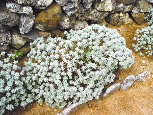 海芙蓉 海芙蓉